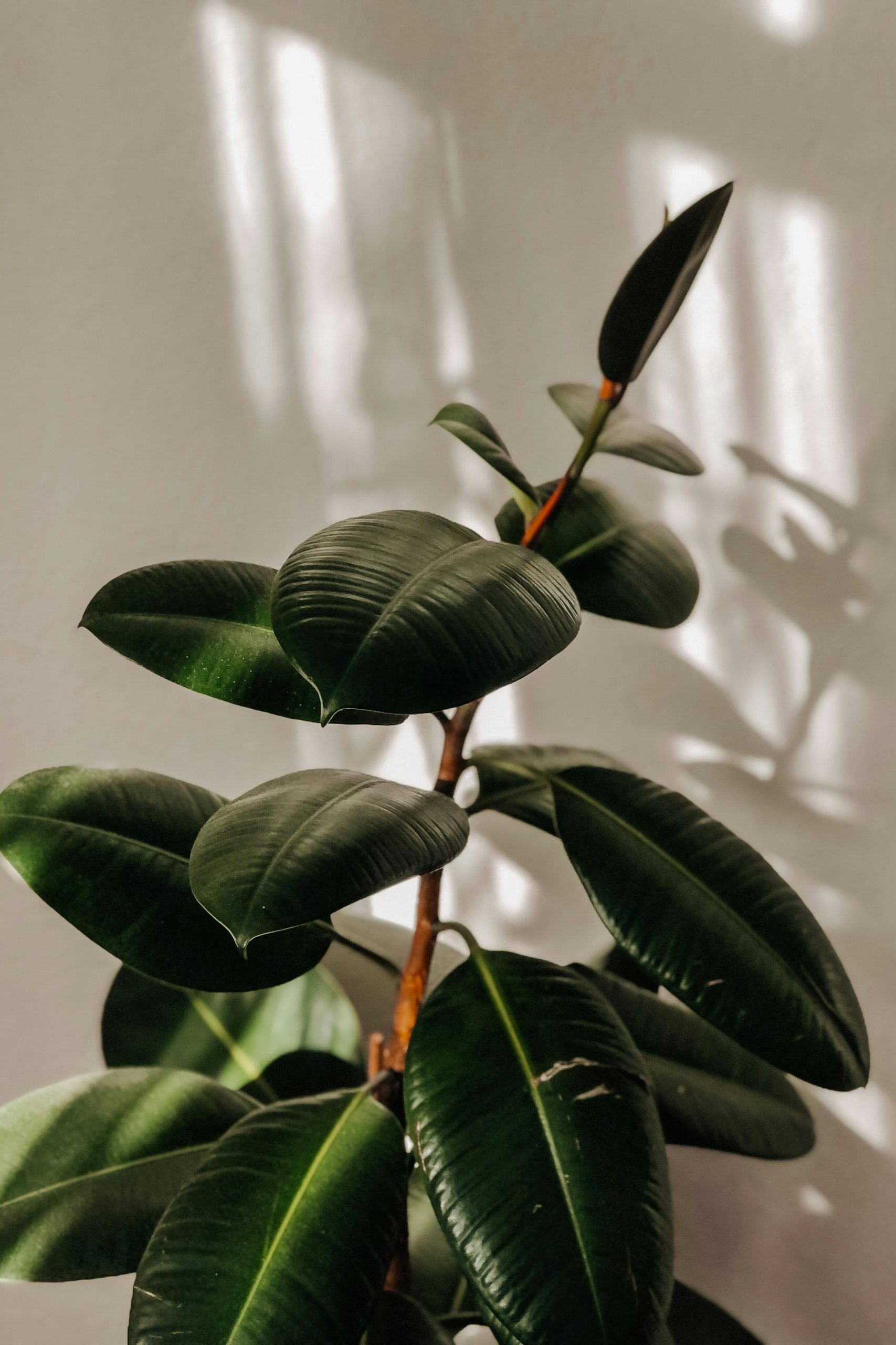 Emotional Regulation